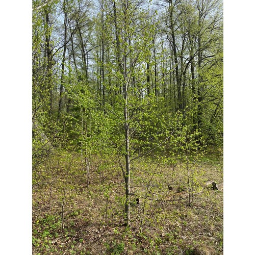 Фото товара Липа - вид 1