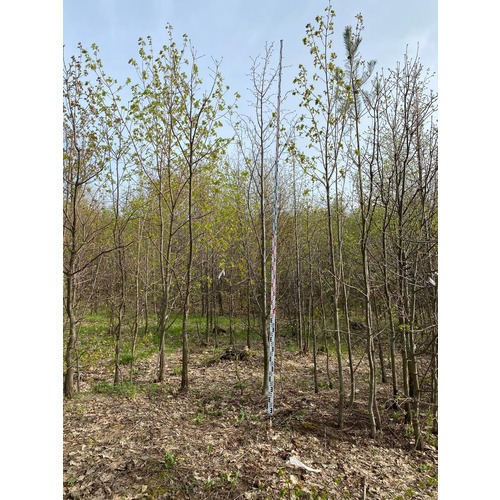 Фото товара Липа - вид 2