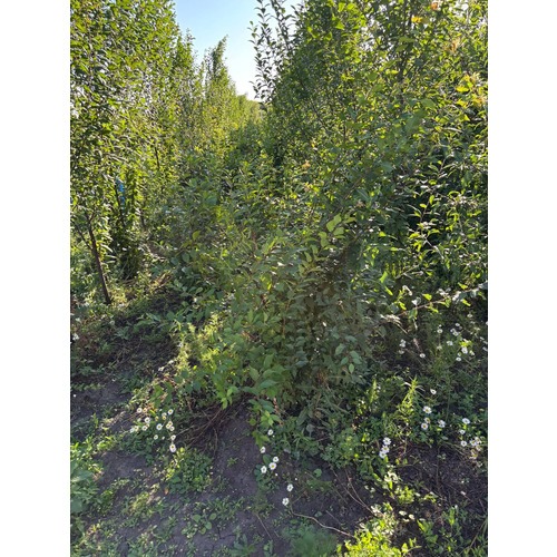 Фото товара Миндаль трехлопастный - вид 2