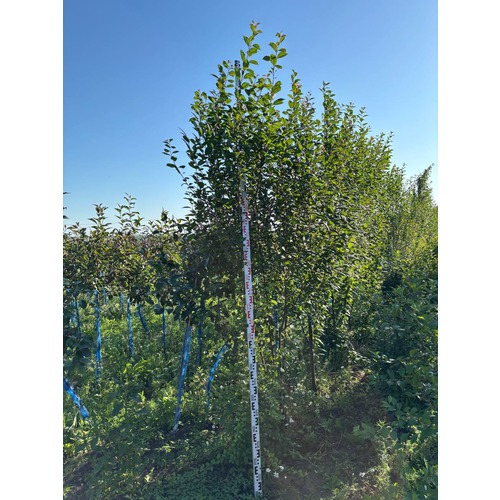 Фото товара Миндаль трехлопастный - вид 1