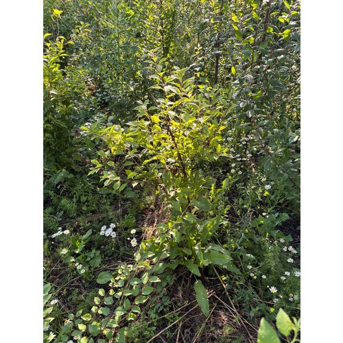 Фото товара Миндаль трехлопастный - вид 4