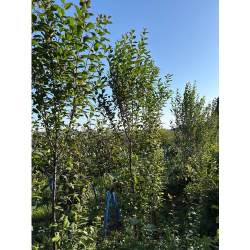 Фото товара Миндаль трехлопастный - вид 5