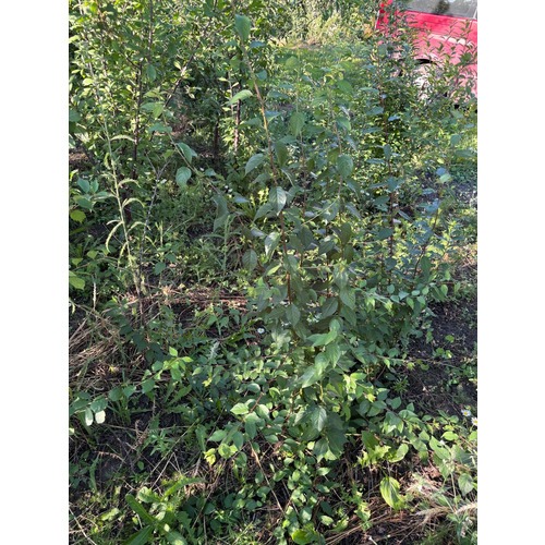 Фото товара Миндаль трехлопастный - вид 6