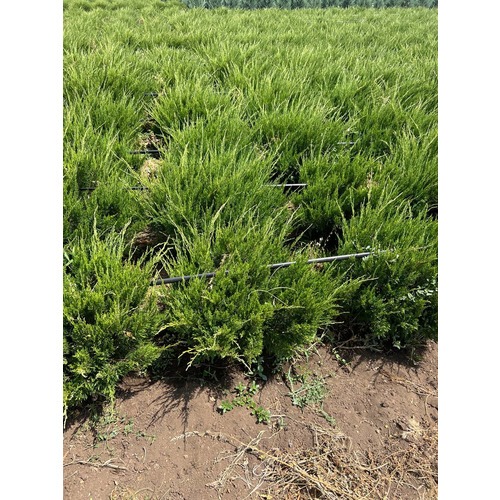 Фото товара Можжевельник Минт Джулип  - вид 4