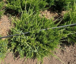 Можжевельник Минт Джулеп