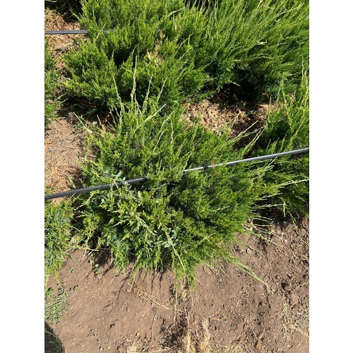 Фото товара Можжевельник Минт Джулип  - вид 1