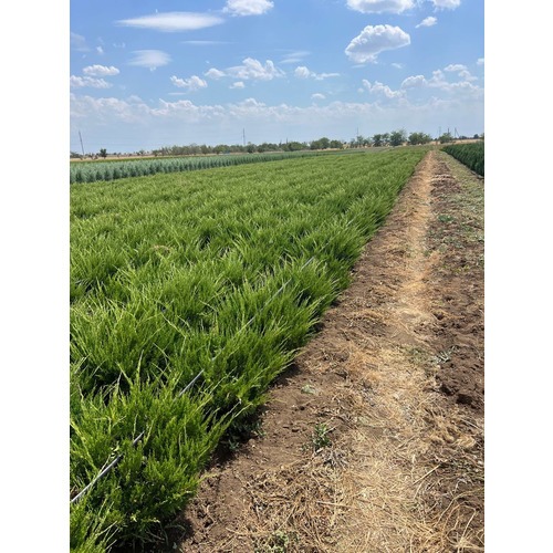 Фото товара Можжевельник Минт Джулип  - вид 5