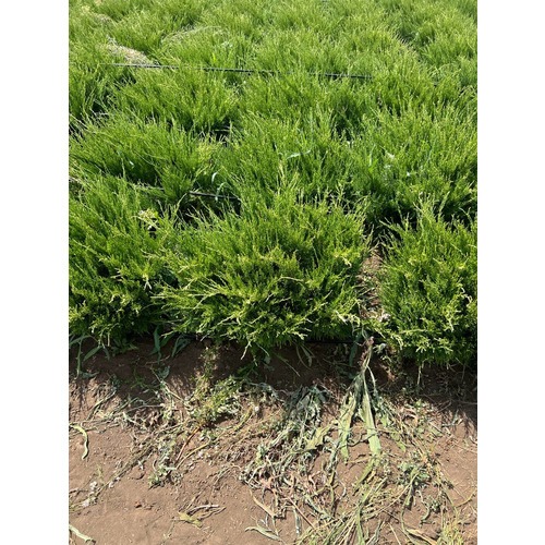 Фото товара Можжевельник Минт Джулип  - вид 6