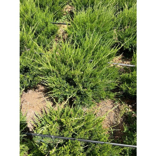 Фото товара Можжевельник Минт Джулип  - вид 2