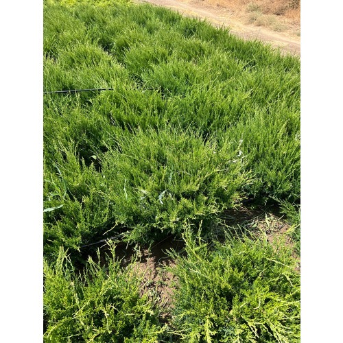 Фото товара Можжевельник Минт Джулип  - вид 3