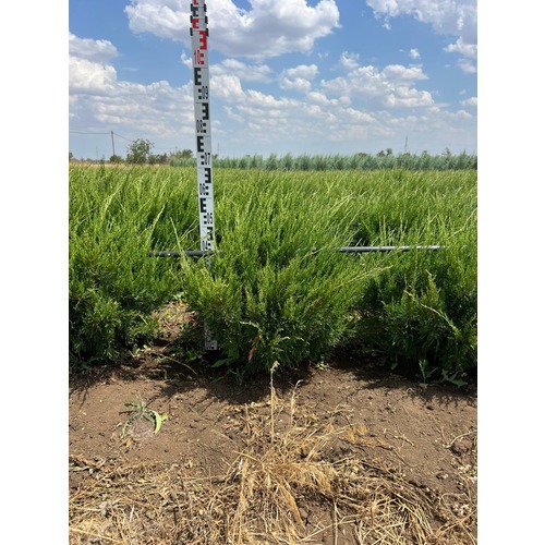 Фото товара Можжевельник Минт Джулип  - вид 7