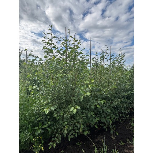 Фото товара Ольха черная - вид 1