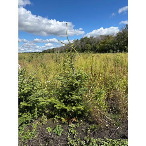 Фото товара Пихта бальзамическая - вид 1