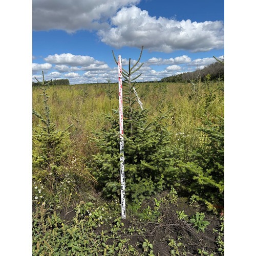 Фото товара Пихта бальзамическая - вид 8