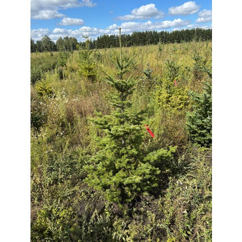 Фото товара Пихта бальзамическая - вид 2