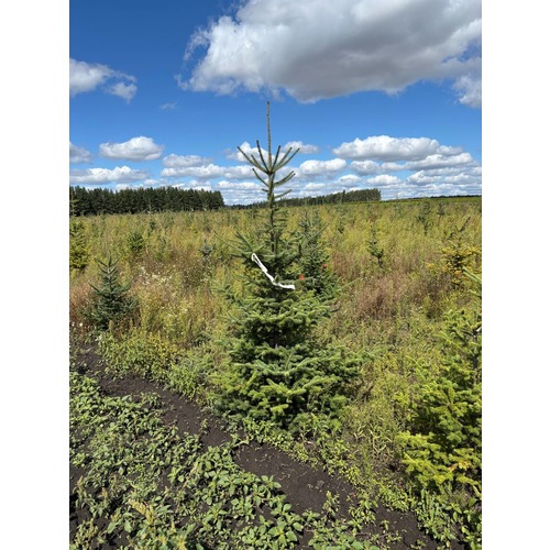 Фото товара Пихта бальзамическая - вид 3