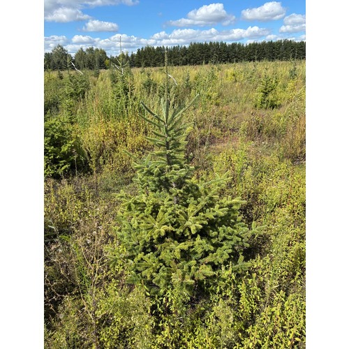 Фото товара Пихта бальзамическая - вид 4