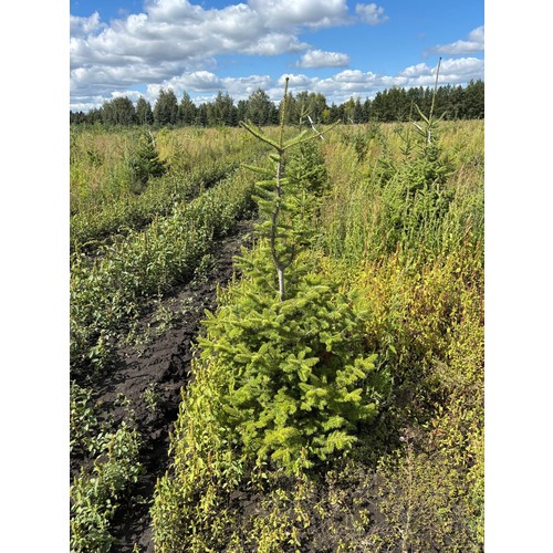 Фото товара Пихта бальзамическая - вид 5