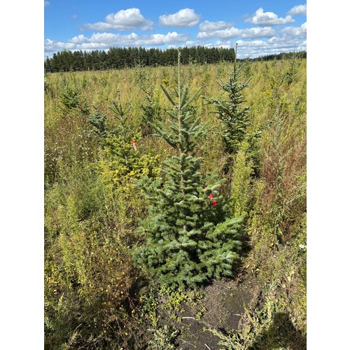 Фото товара Пихта бальзамическая - вид 6