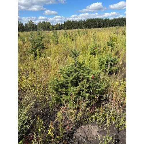 Фото товара Пихта бальзамическая - вид 7