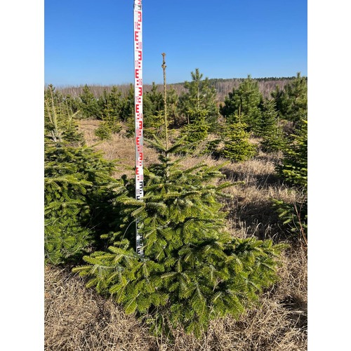 Фото товара Пихта Нордмана - вид 6