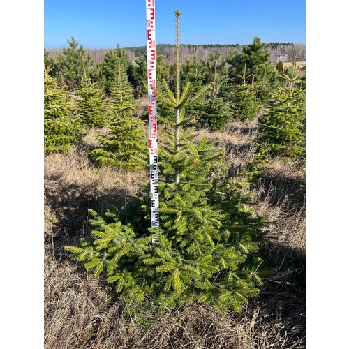 Фото товара Пихта Нордмана - вид 7