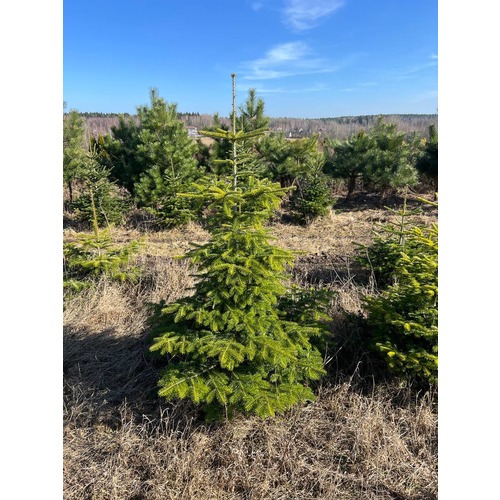 Фото товара Пихта Нордмана - вид 1