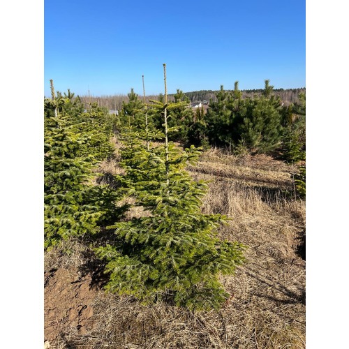 Фото товара Пихта Нордмана - вид 4