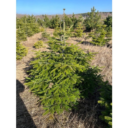 Фото товара Пихта Нордмана - вид 3