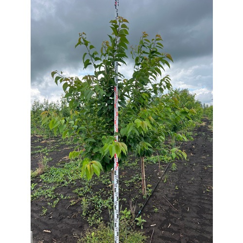 Фото товара Черешня - вид 10