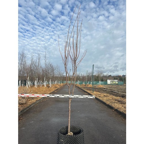 Фото товара Черешня - вид 9