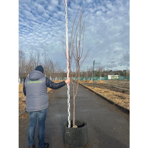 Фото товара Черешня - вид 8