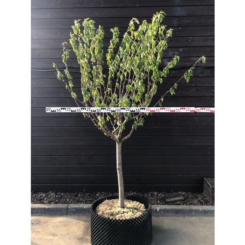 Фото товара Черешня - вид 7