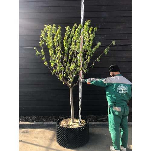 Фото товара Черешня - вид 6