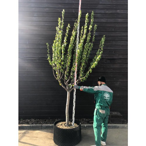 Фото товара Черешня - вид 5