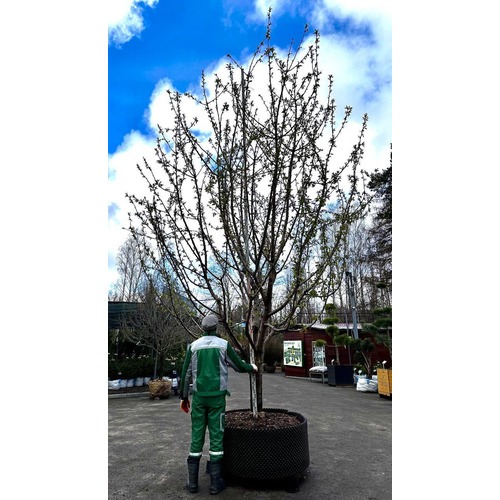 Фото товара Черешня - вид 4