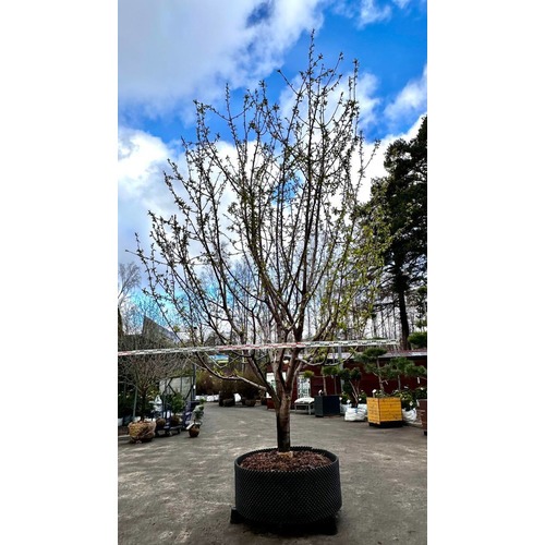 Фото товара Черешня - вид 3