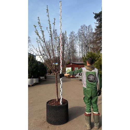 Фото товара Черешня - вид 2