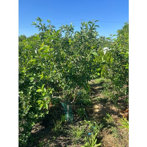 Фото товара Купить саженцы вишни - вид 6