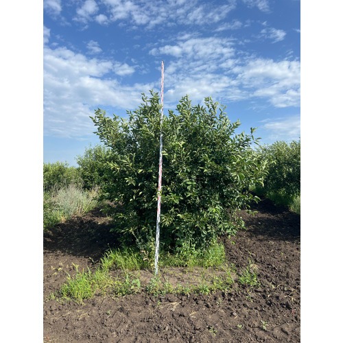 Фото товара Купить саженцы вишни - вид 5