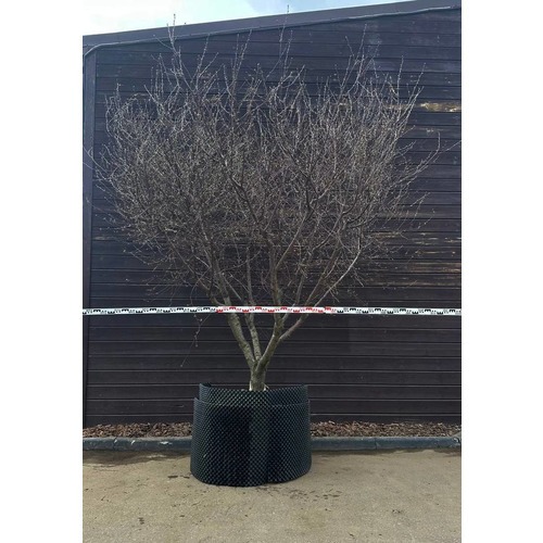 Фото товара Купить саженцы вишни - вид 4