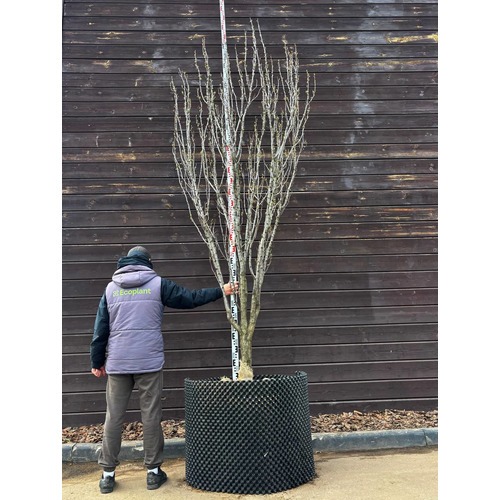 Фото товара Купить саженцы вишни - вид 3