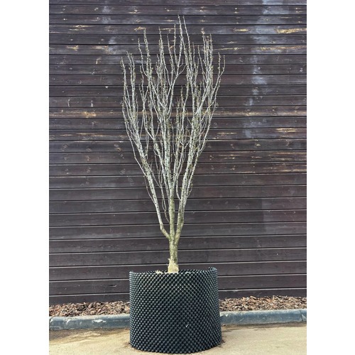 Фото товара Купить саженцы вишни - вид 2