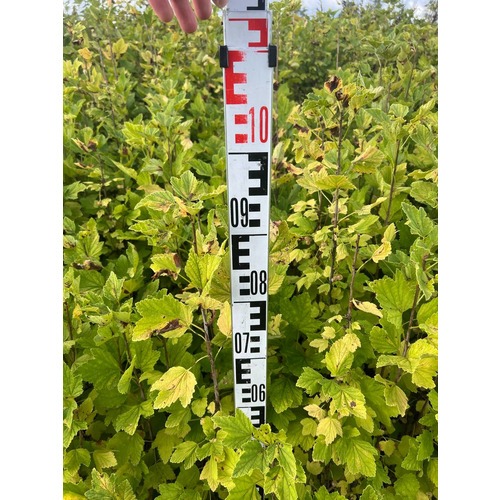 Фото товара Смородина белая - вид 3