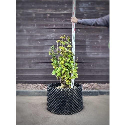 Фото товара Смородина белая - вид 2