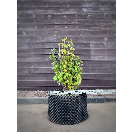 Фото товара Смородина белая - вид 1