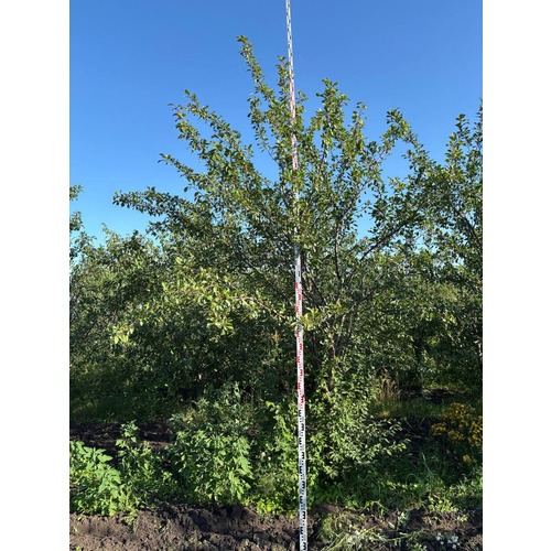 Фото товара Слива - вид 5