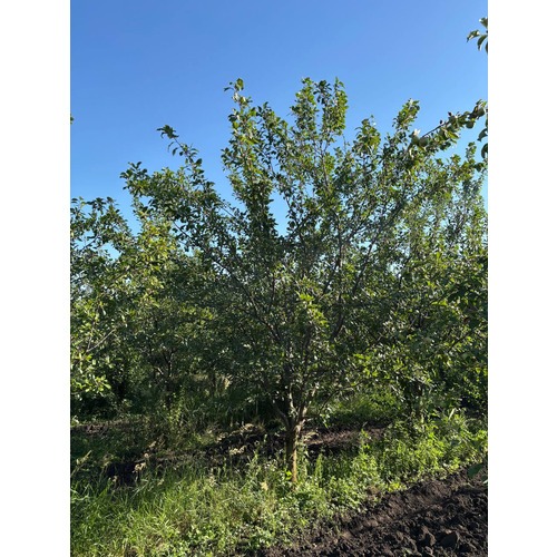 Фото товара Слива - вид 6