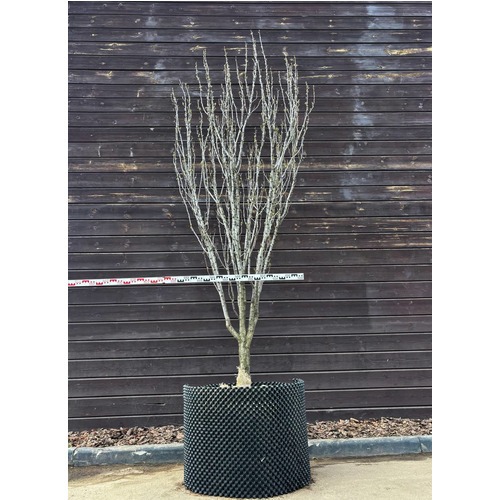 Фото товара Слива - вид 3