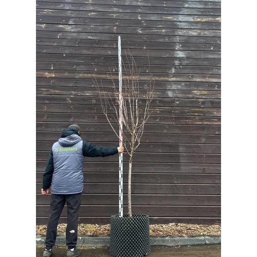 Фото товара Слива - вид 2